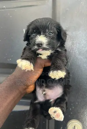 1-3 months Male Purebred Maltipoo