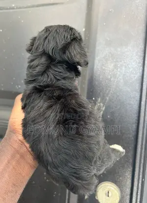 1-3 months Male Purebred Maltipoo
