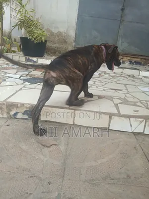 1-3 months Female Purebred Boerboel