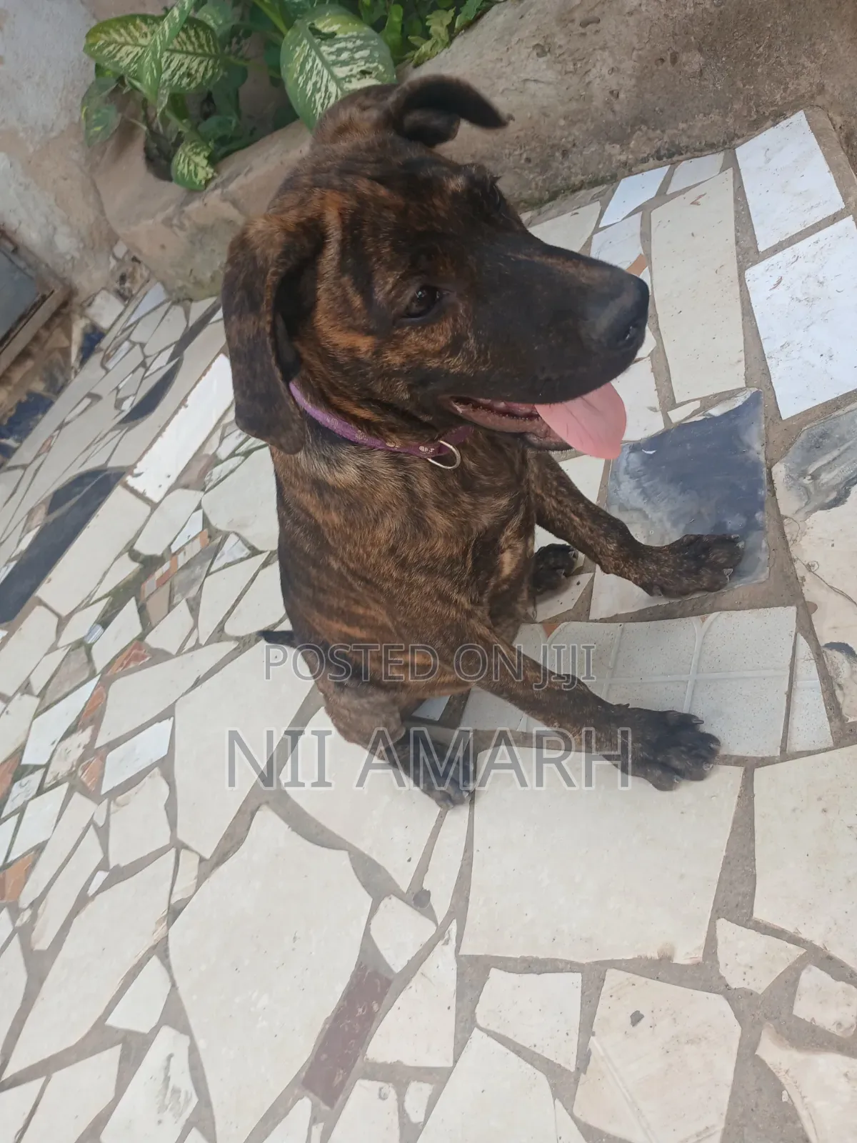1-3 months Female Purebred Boerboel