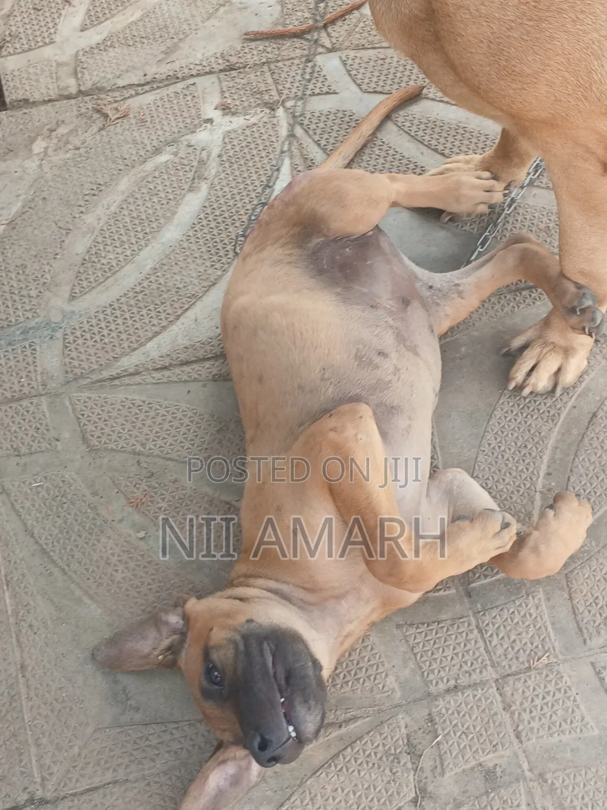 1-3 months Female Purebred Boerboel