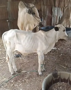 Nice Female Cow Seller