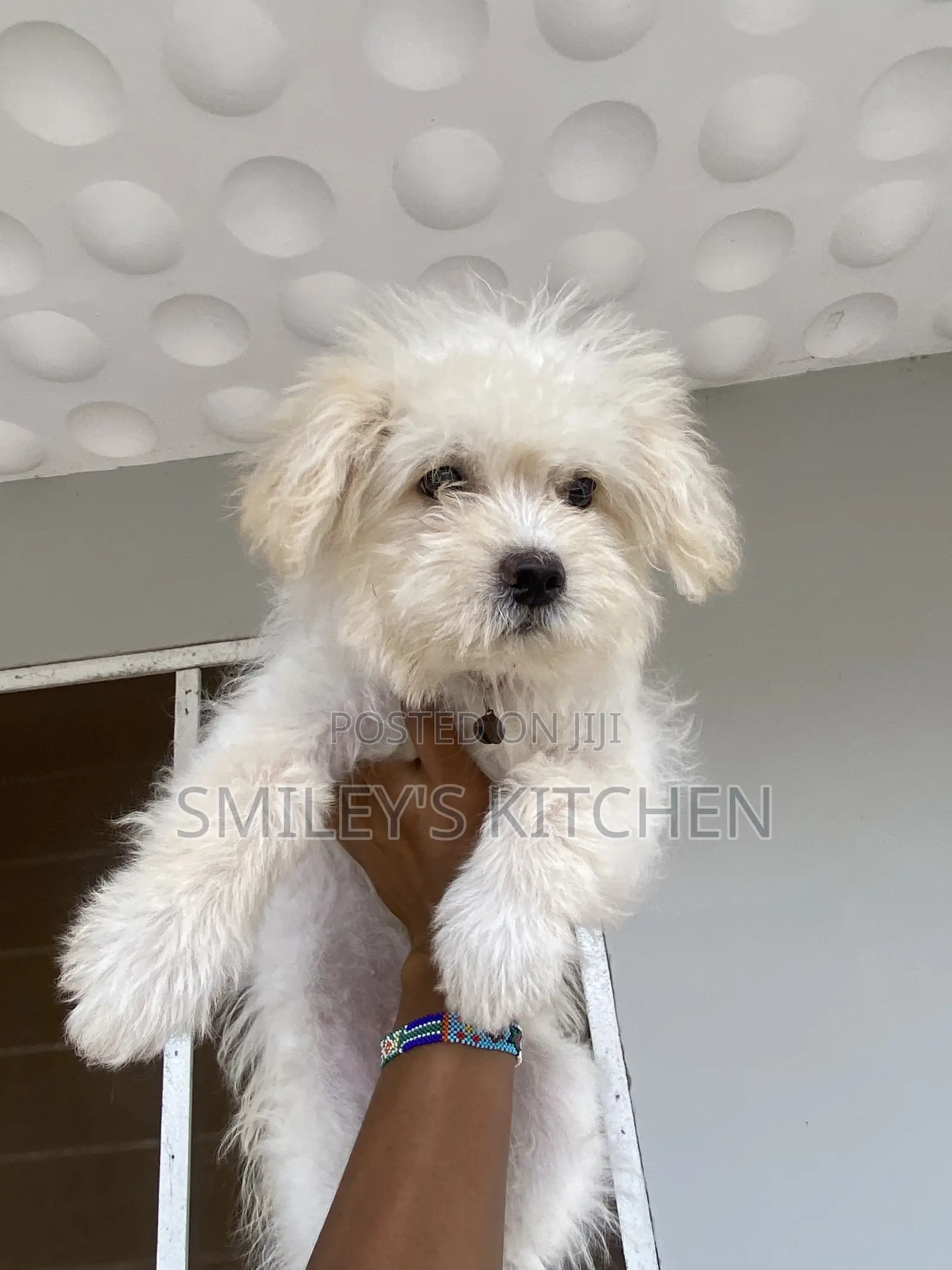 3-6 months Female Purebred Maltese