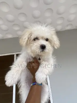 3-6 months Female Purebred Maltese