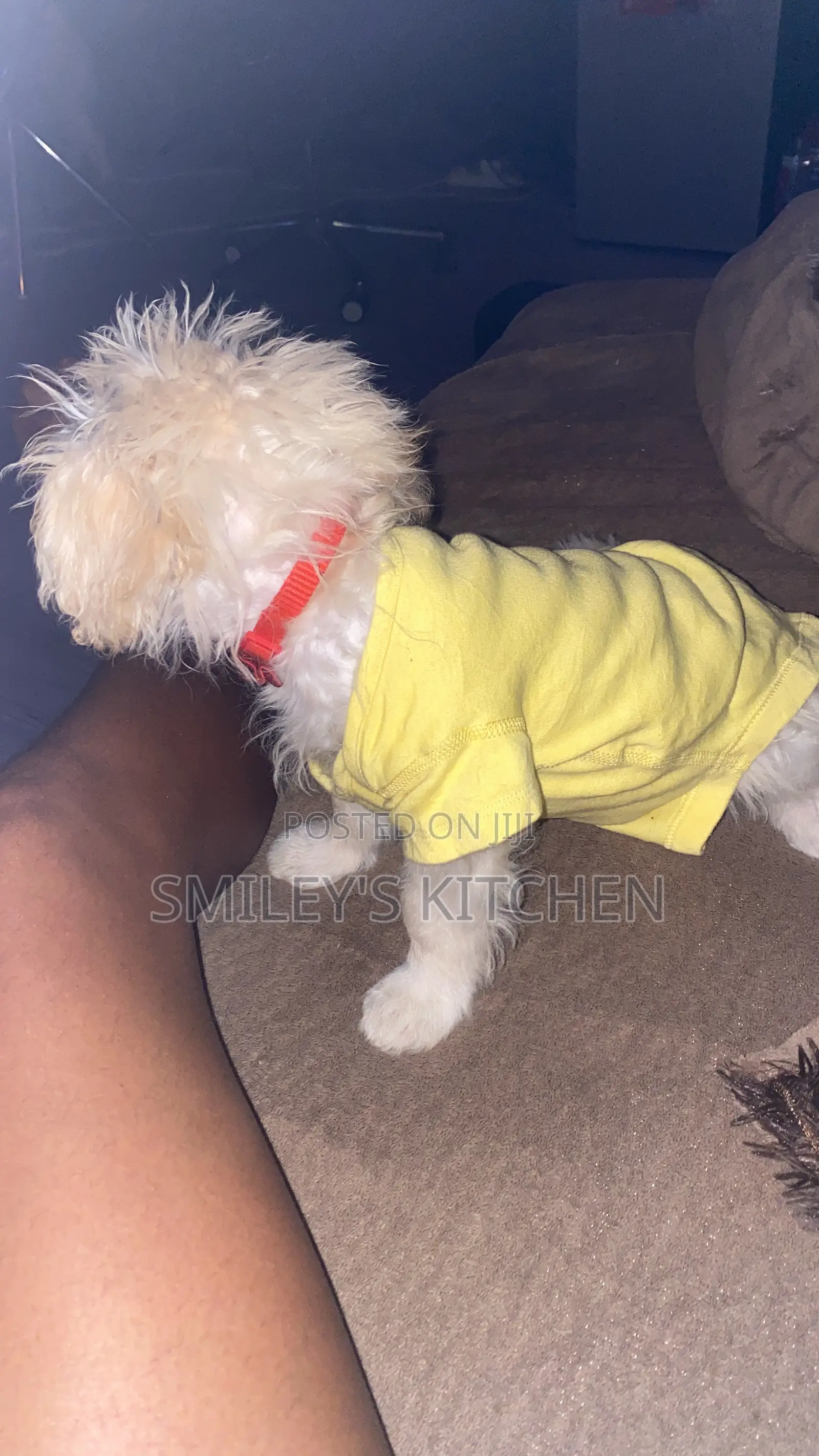 3-6 months Female Purebred Maltese