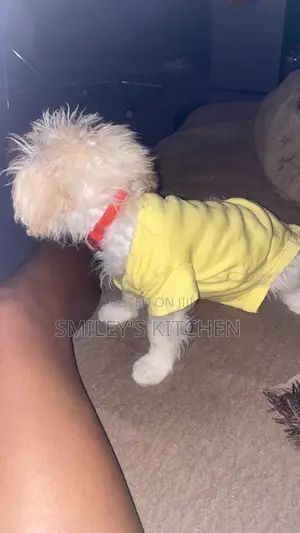 3-6 months Female Purebred Maltese