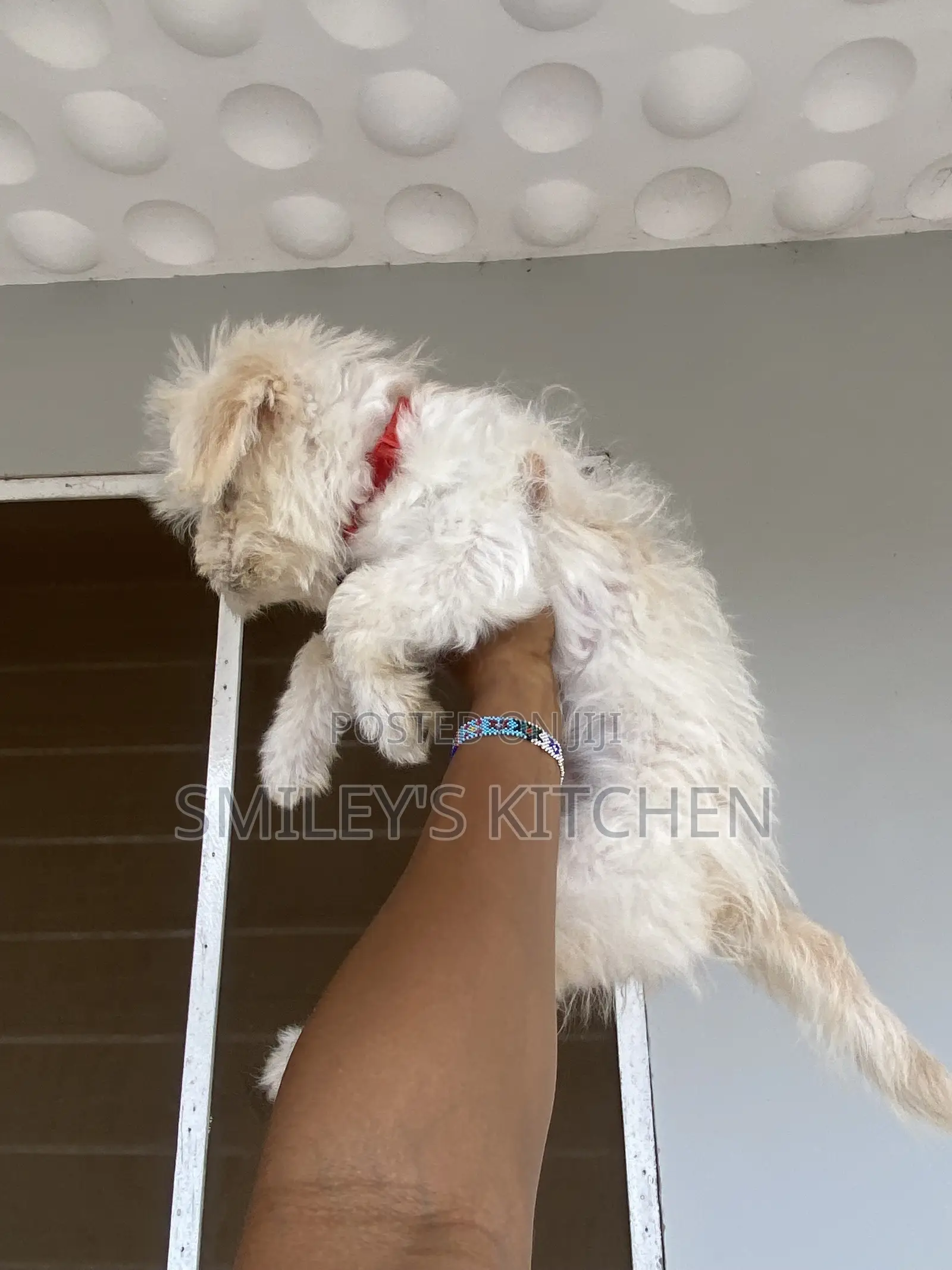 3-6 months Female Purebred Maltese