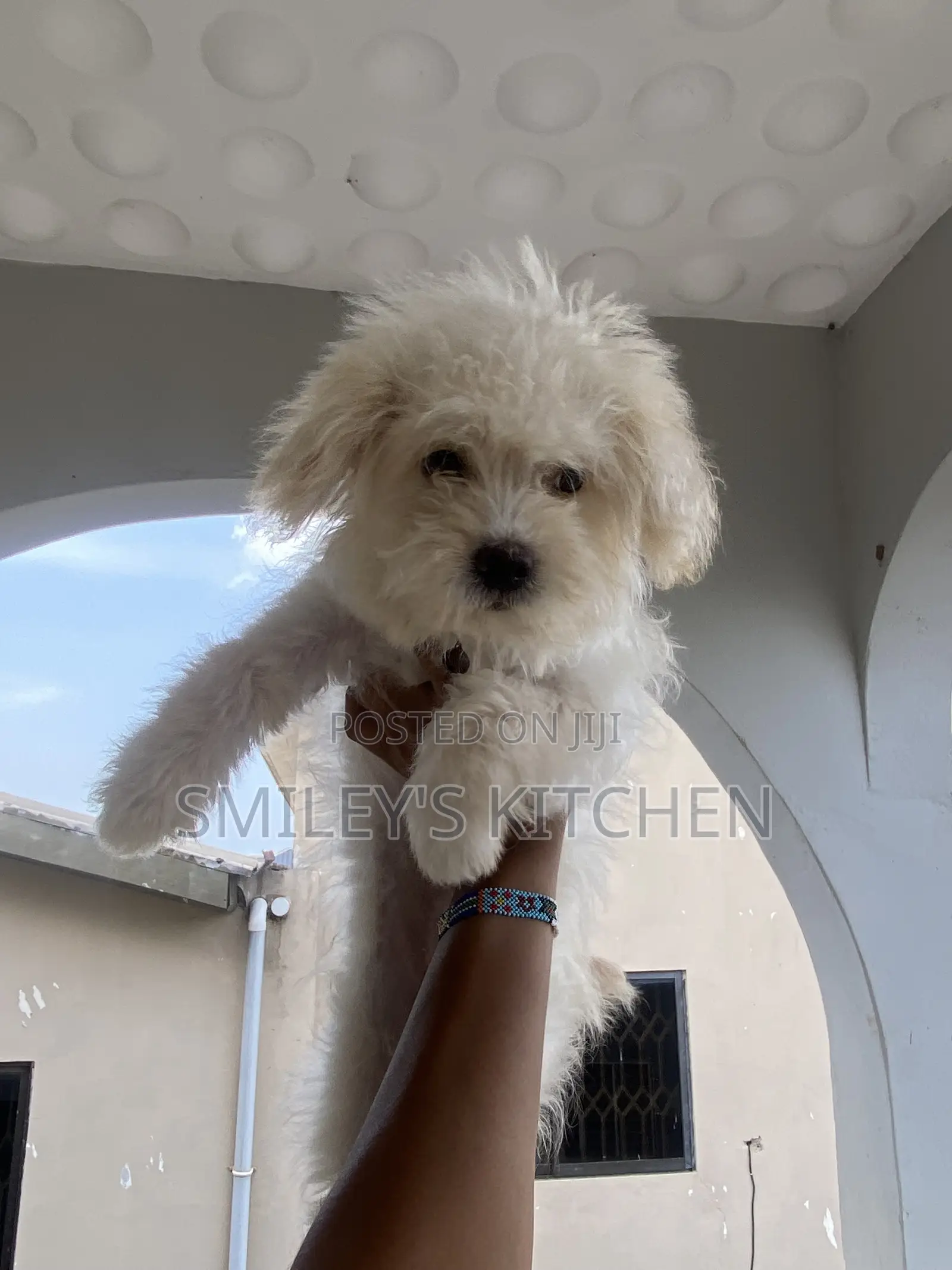 3-6 months Female Purebred Maltese