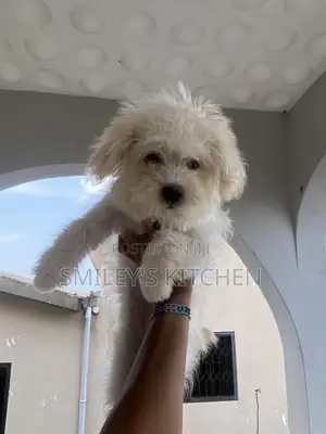 3-6 months Female Purebred Maltese