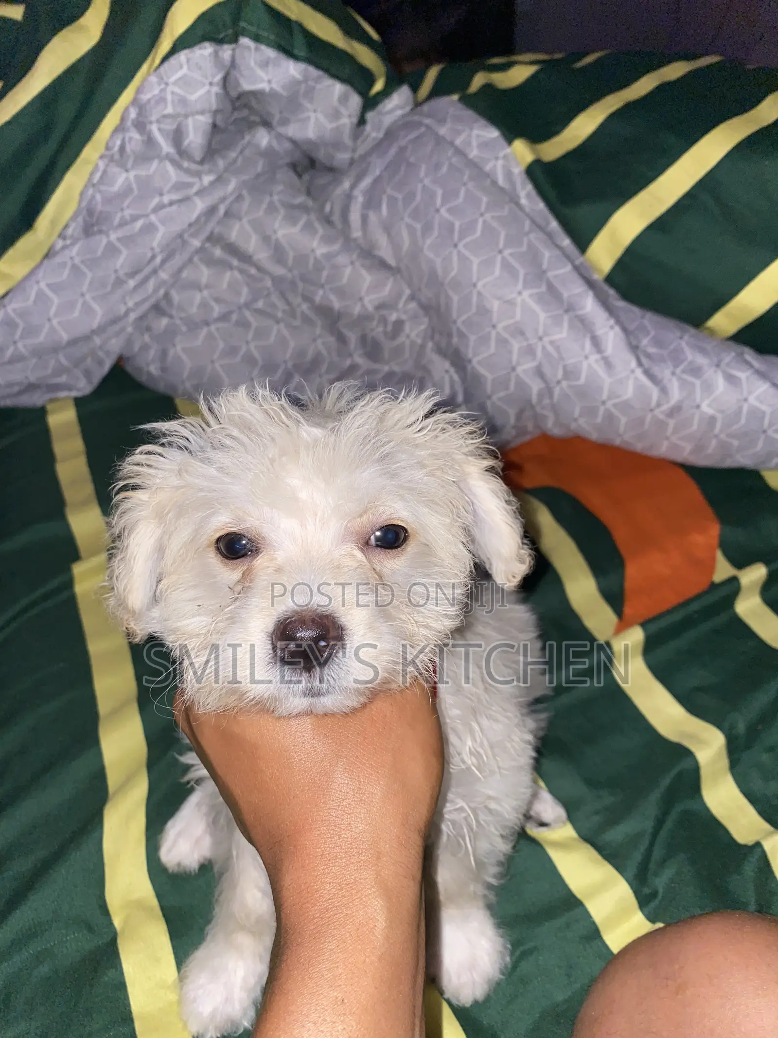 3-6 months Female Purebred Maltese