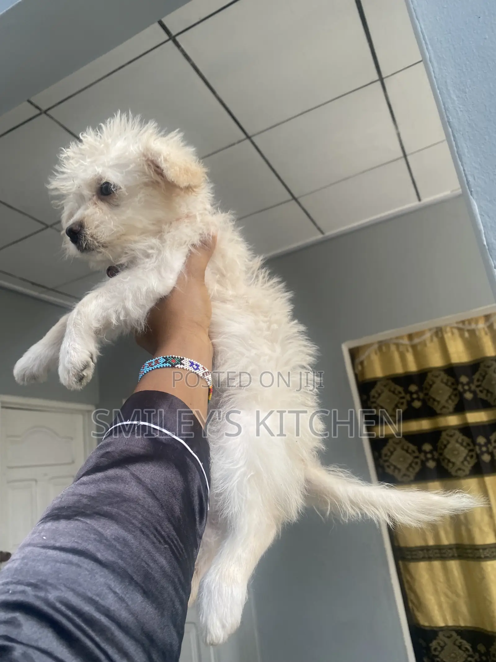 3-6 months Female Purebred Maltese