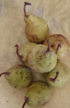 Apple Pear