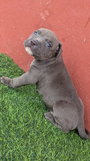 1-3 months Male Purebred American Pit Bull Terrier