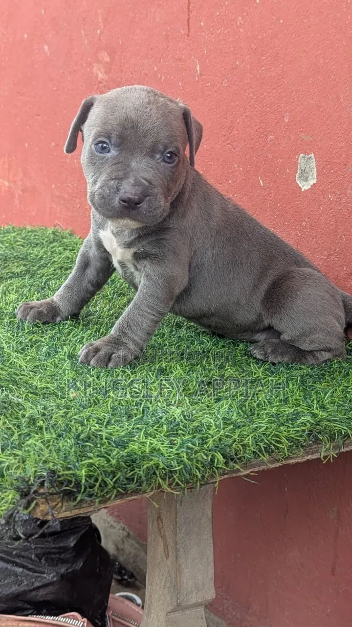 1-3 months Male Purebred American Pit Bull Terrier