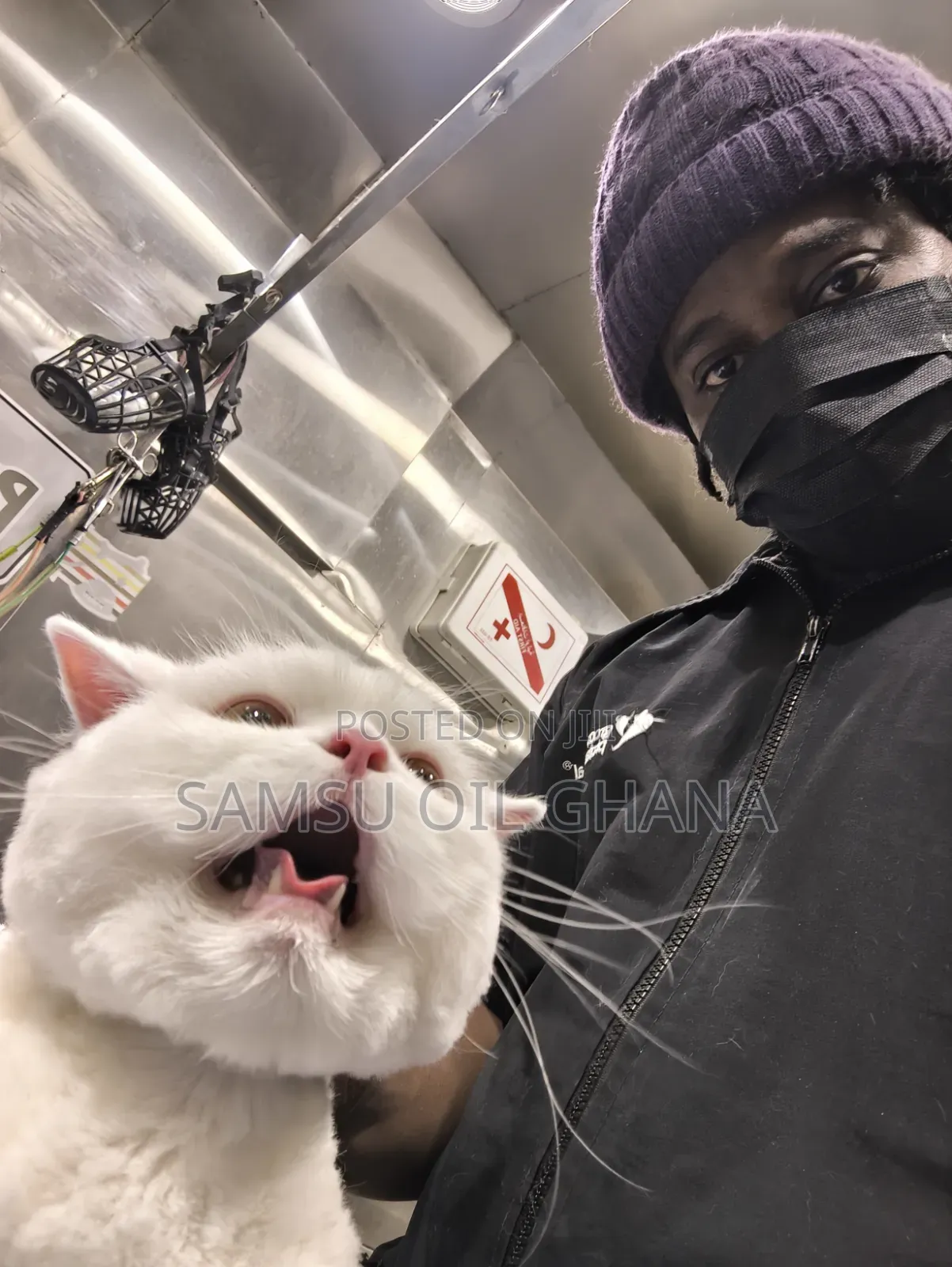 Cat Grooming in Accra Ghana | Professional Cat Groomer