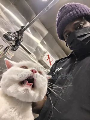 Cat Grooming in Accra Ghana | Professional Cat Groomer