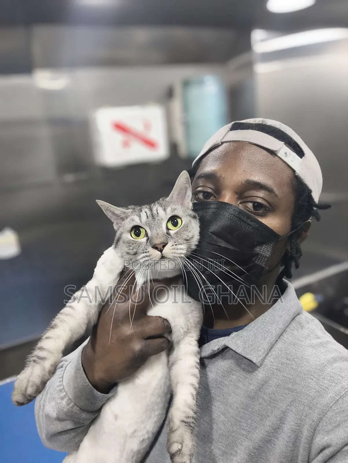 Cat Grooming in Accra Ghana | Professional Cat Groomer