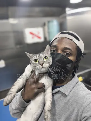 Cat Grooming in Accra Ghana | Professional Cat Groomer