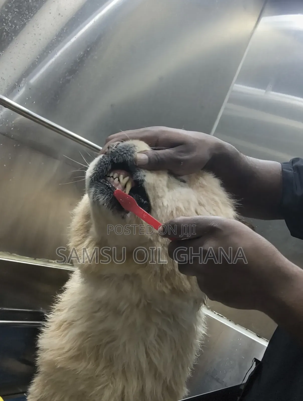 Pet Grooming in Accra Ghana | Dogs & Cats