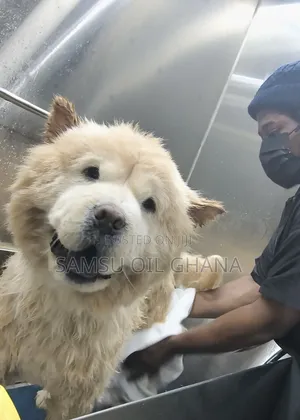 Pet Grooming in Accra Ghana | Dogs & Cats