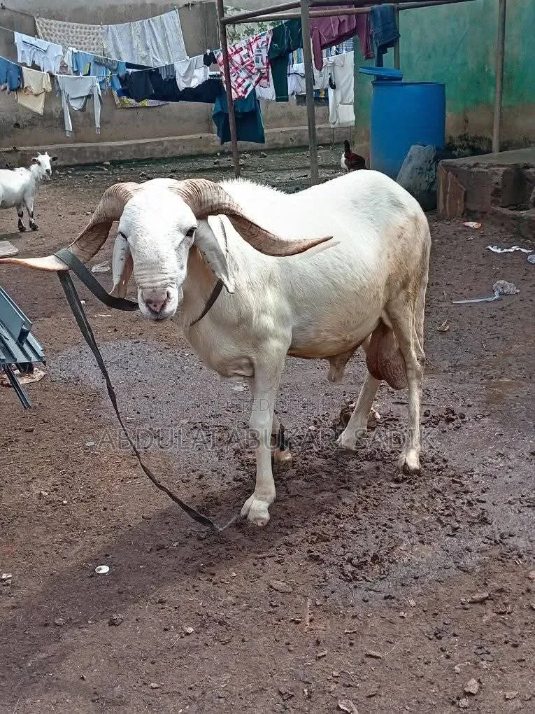 Sheep Is for Sale