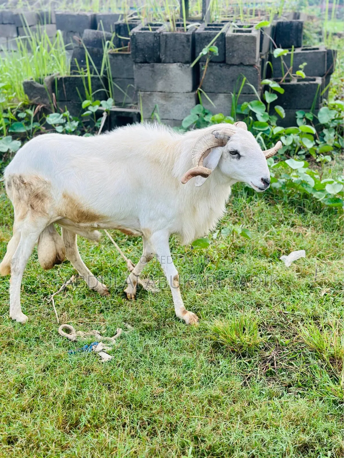 Sheep Is for Sale