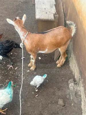 Goat Is for Sale