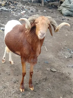 Sheep Is for Sale