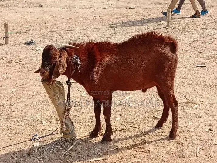 Goat Is for Sale