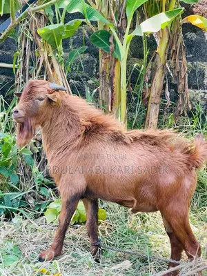 Goat Is for Sale