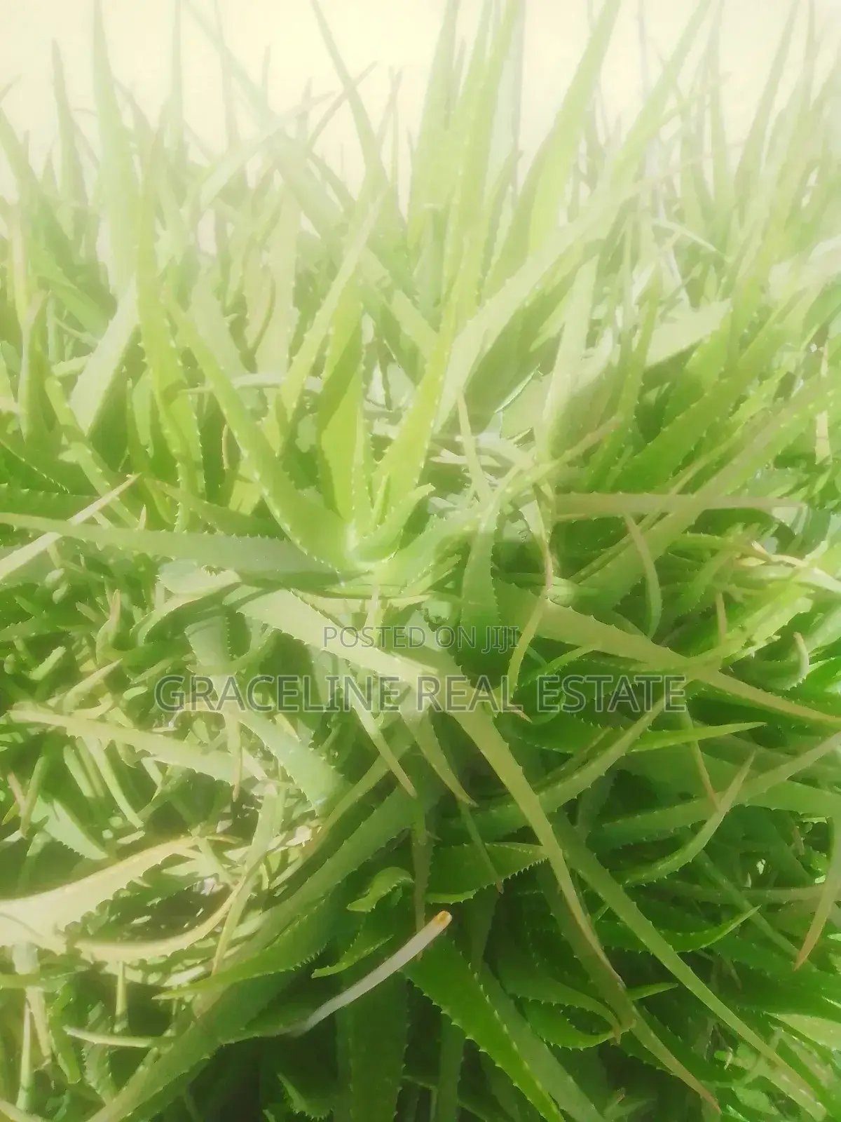 Fresh Matured Miracle Aloe Vera Plants./ Wholesale and Retail Prices