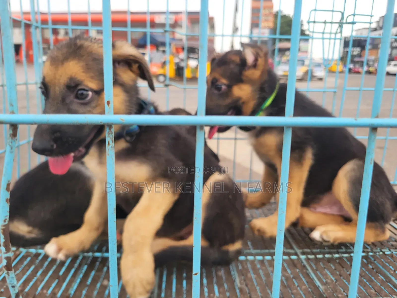 1-3 months Female Purebred German Shepherd