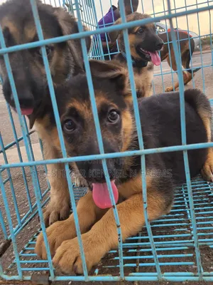 1-3 months Female Purebred German Shepherd