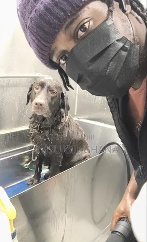 Professional Dog Grooming | Full Grooming | Home Service Accra - Ghana