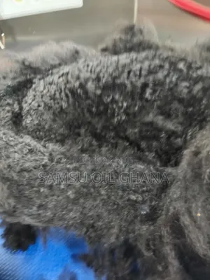 Dog Hair Cutting | Dog Hair Trimming | Pet Hygiene Services in Accra