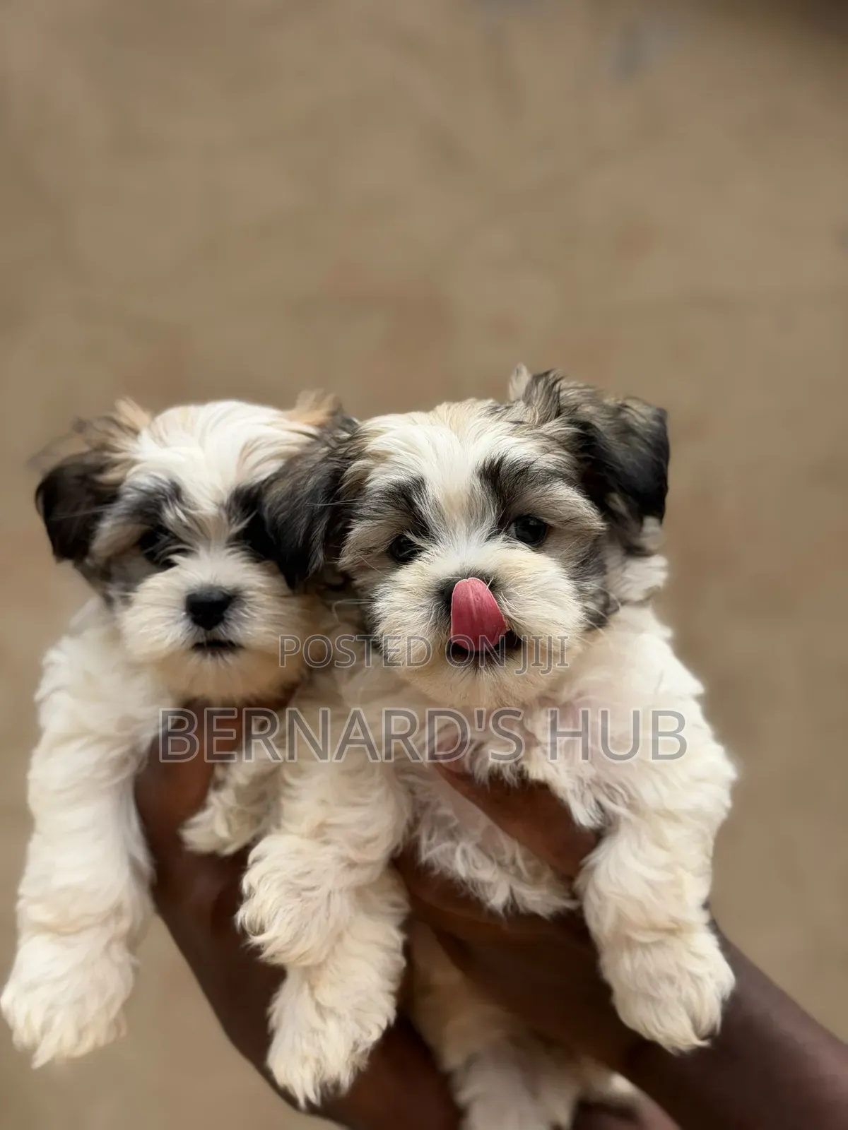 1-3 months Male Mixed Breed Maltese Shih Tzu