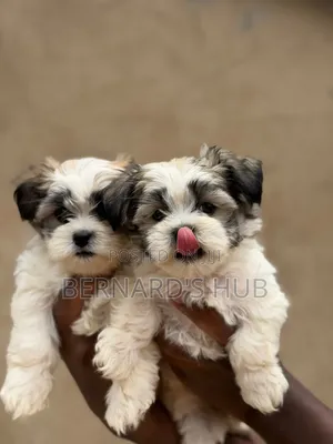 1-3 months Male Mixed Breed Maltese Shih Tzu