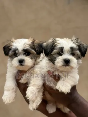 1-3 months Male Mixed Breed Maltese Shih Tzu