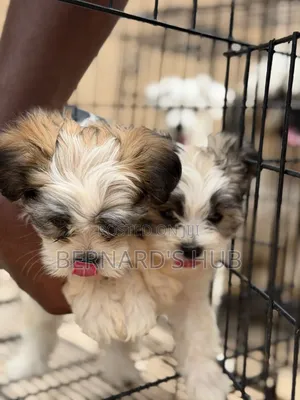 1-3 months Male Mixed Breed Maltese Shih Tzu