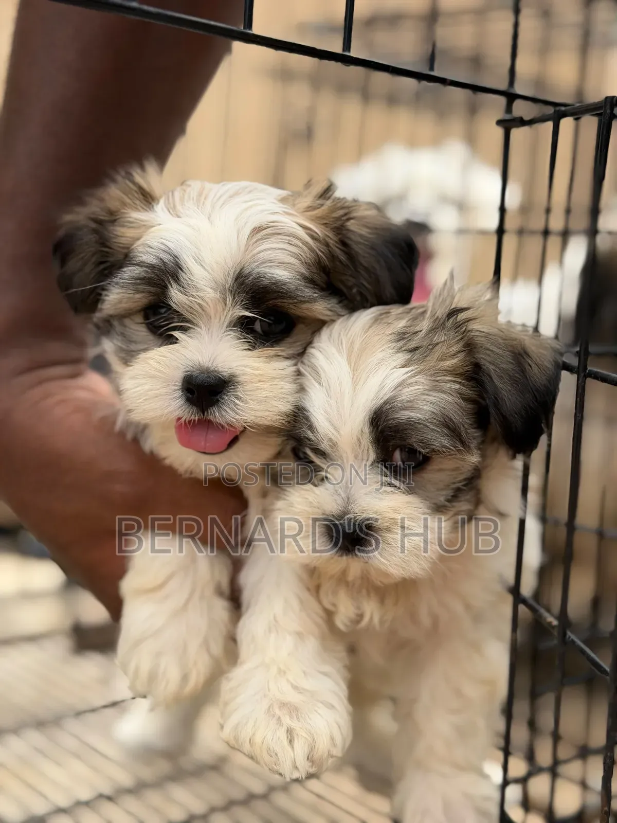 1-3 months Male Mixed Breed Maltese Shih Tzu