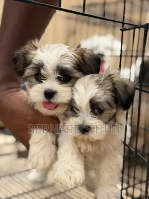 1-3 months Male Mixed Breed Maltese Shih Tzu