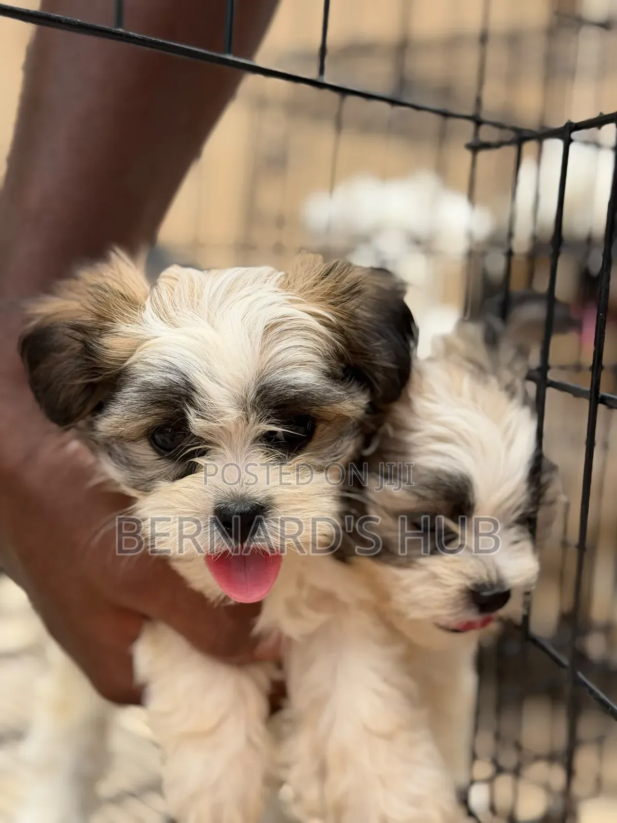 1-3 months Male Mixed Breed Maltese Shih Tzu