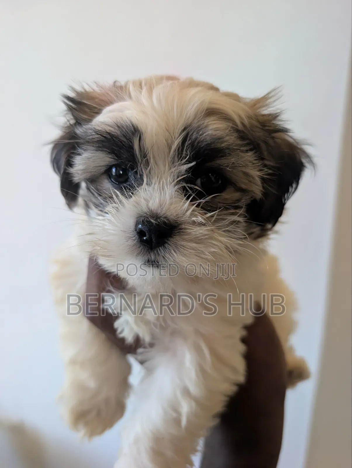 1-3 months Male Mixed Breed Maltese Shih Tzu