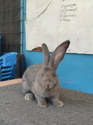 Flemish Giant Rabbit