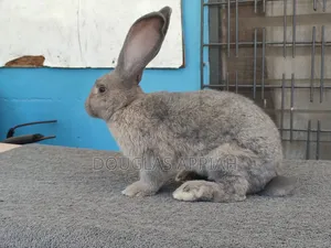 Flemish Giant Rabbit