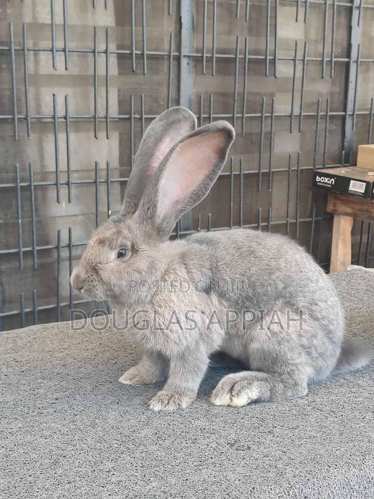 Flemish Giant Rabbit