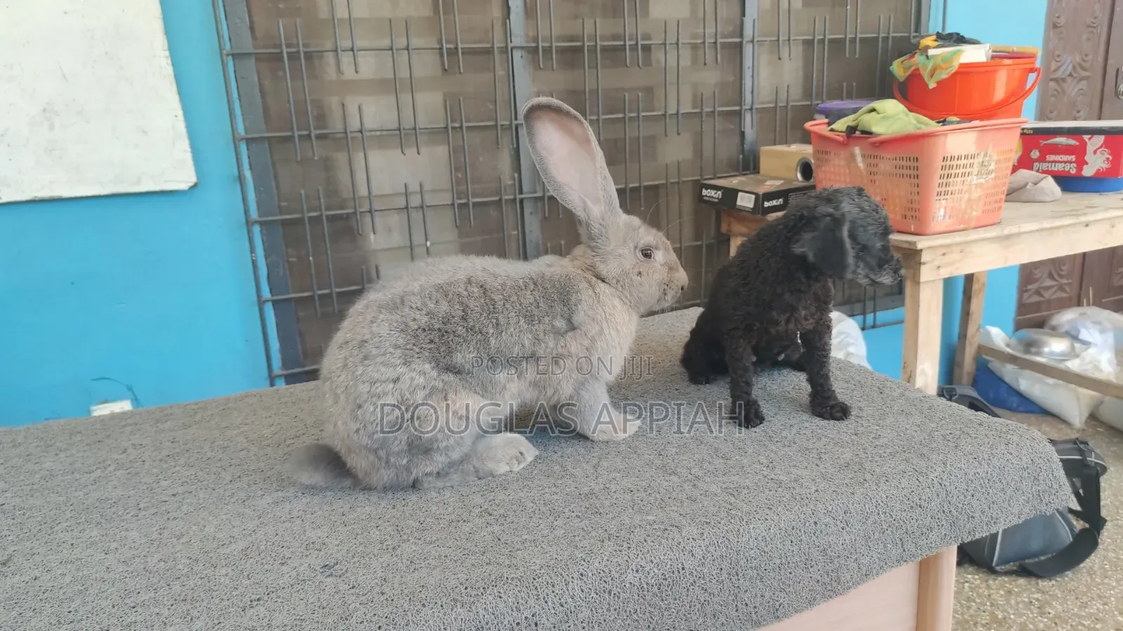 Flemish Giant Rabbit