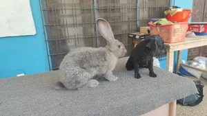 Flemish Giant Rabbit