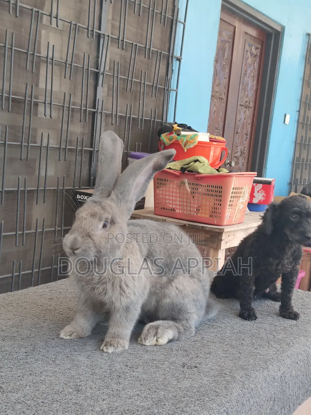 Flemish Giant Rabbit