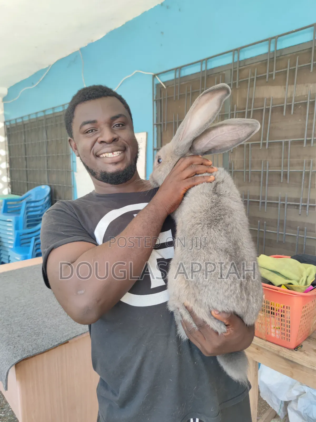 Flemish Giant Rabbit
